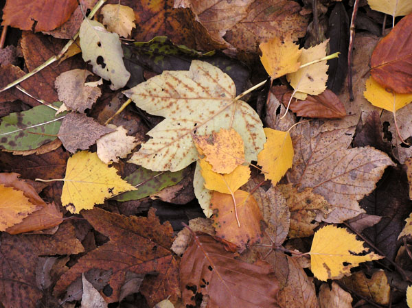 autunno in val di susa